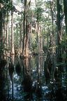 Bald Cypress Swamp