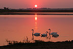 Tom's photo of swans by sunset