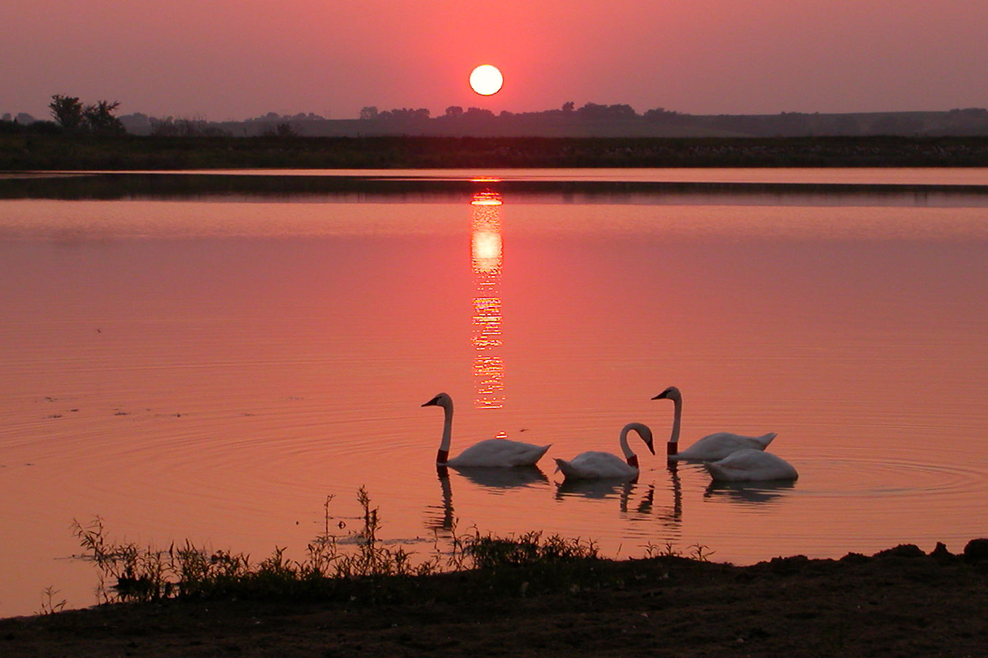 Tom's photo of swans by sunset