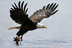 Homer Bald Eagle in flight