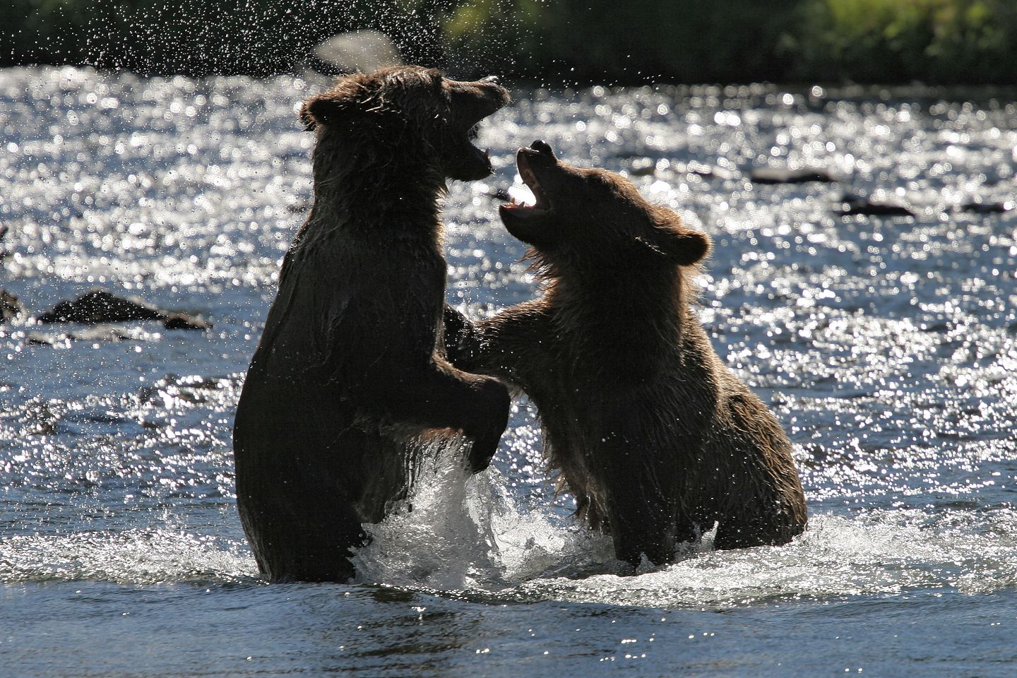 Play fighting Russian River grizzly bear cubs