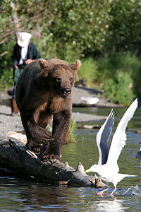 Grizzly Bear with seagull and fisherman