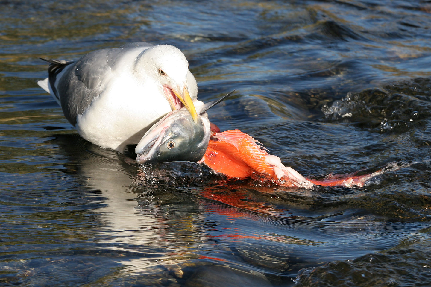 Seagull feasting