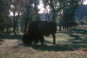 George, the lonely bison