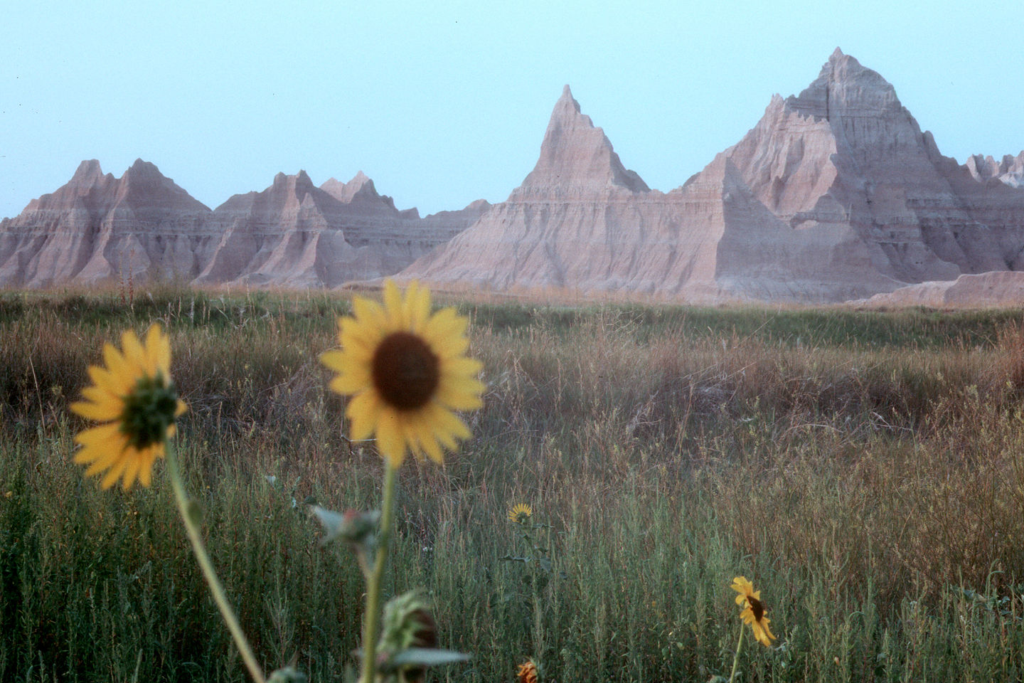 Sunflowers and Badlands