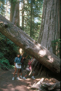 Holding up the redwood