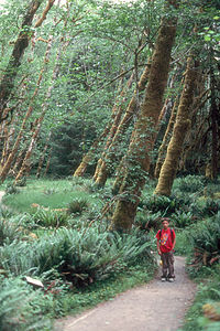 Andrew in Rain Forest