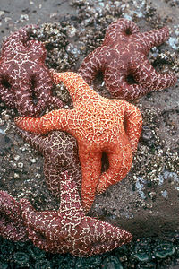 Blonde starfish have more fun