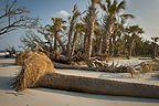 Beach erosion with fallen palmettos