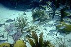 Small school of reef fish - TJG