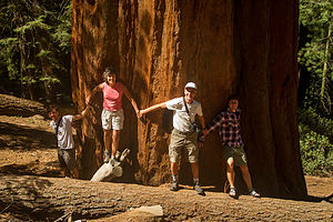 Sequoia Tree Huggers