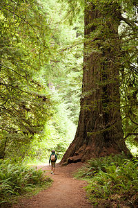 Hiking Big Tree Loop in Prairie Creek Redwoods State Park