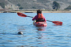 Lolo Kayaking with Seal