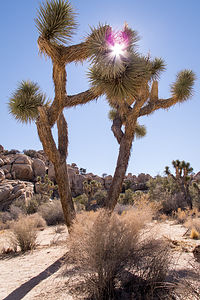 Two Joshua Trees