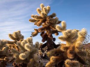 Cholla Cactus at Dusk