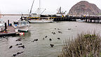 Playful seals in Morro Bay