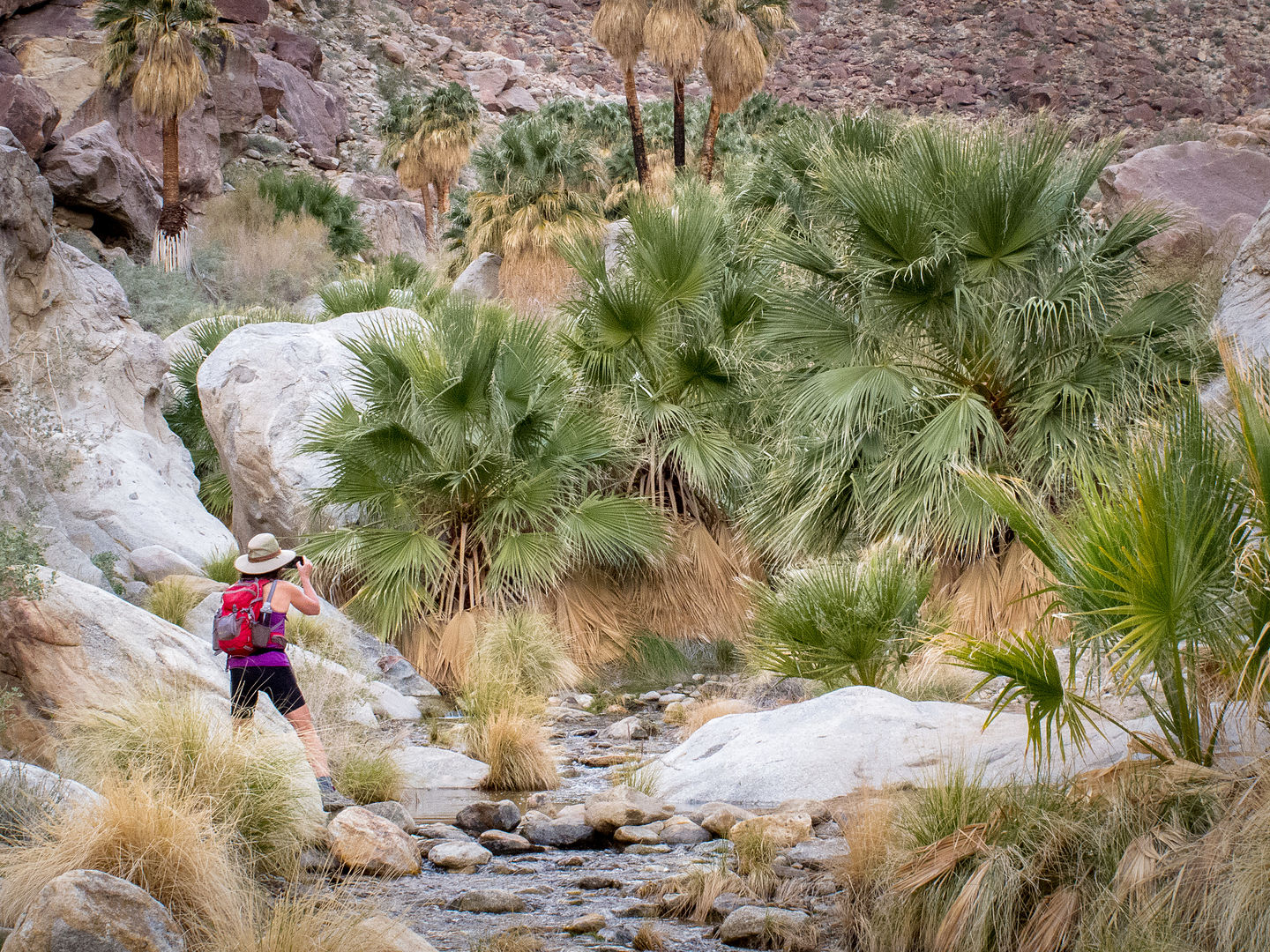 Sneaking up on Borrego Palms