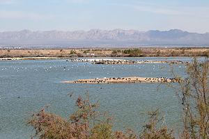 Salton Sea - Sonny Bono National Wildlife Refuge