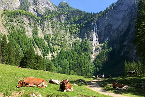 Friendly German cows lounging near the Rothbachfall