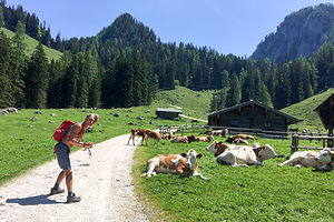 Herb playing with the cows on Konigsbach Alm