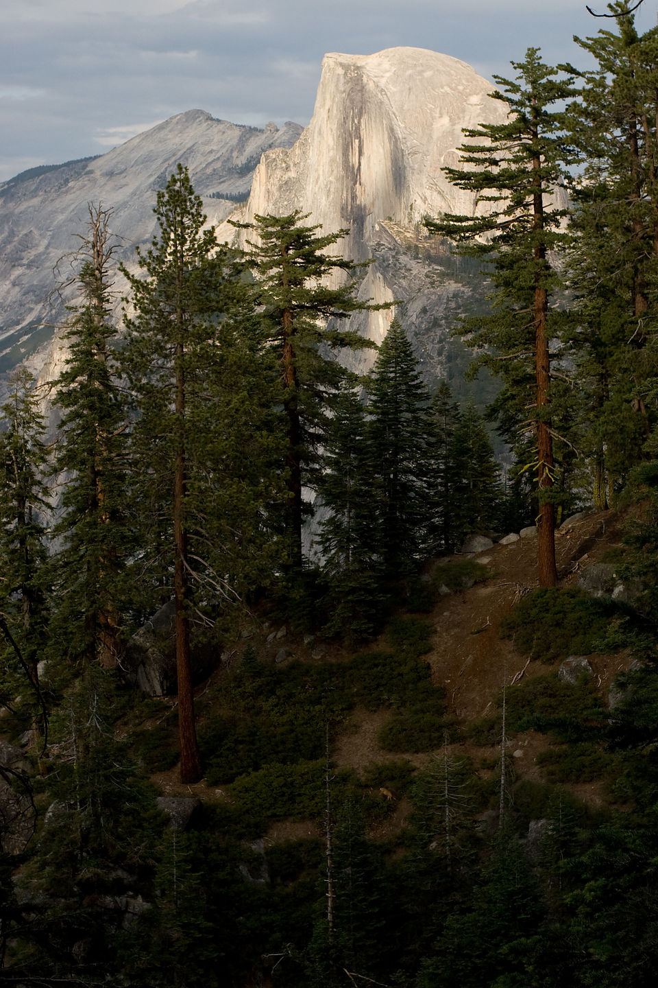 Half Dome and pine trees from 4-mile trail