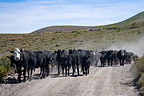 Traffic jam on the road to Bodie