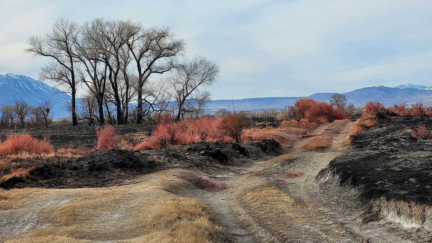 Burn area from the Bishop Airport fire