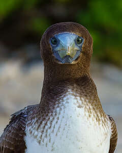 Juvenile booby of sorts?