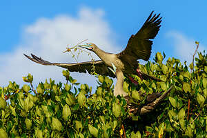 Male red-footed booby bringing twigs to nest