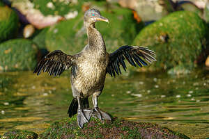 Flightless cormorant drying his wings