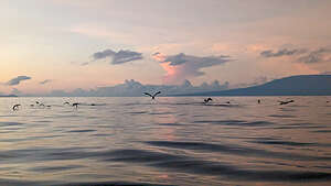 Pre-dawn panga cruise with the seabirds