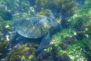 Snorkeling with a Giant Sea Turtle