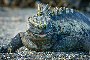 Scary marine iguana