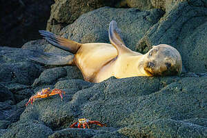 Adorable sea lion pup