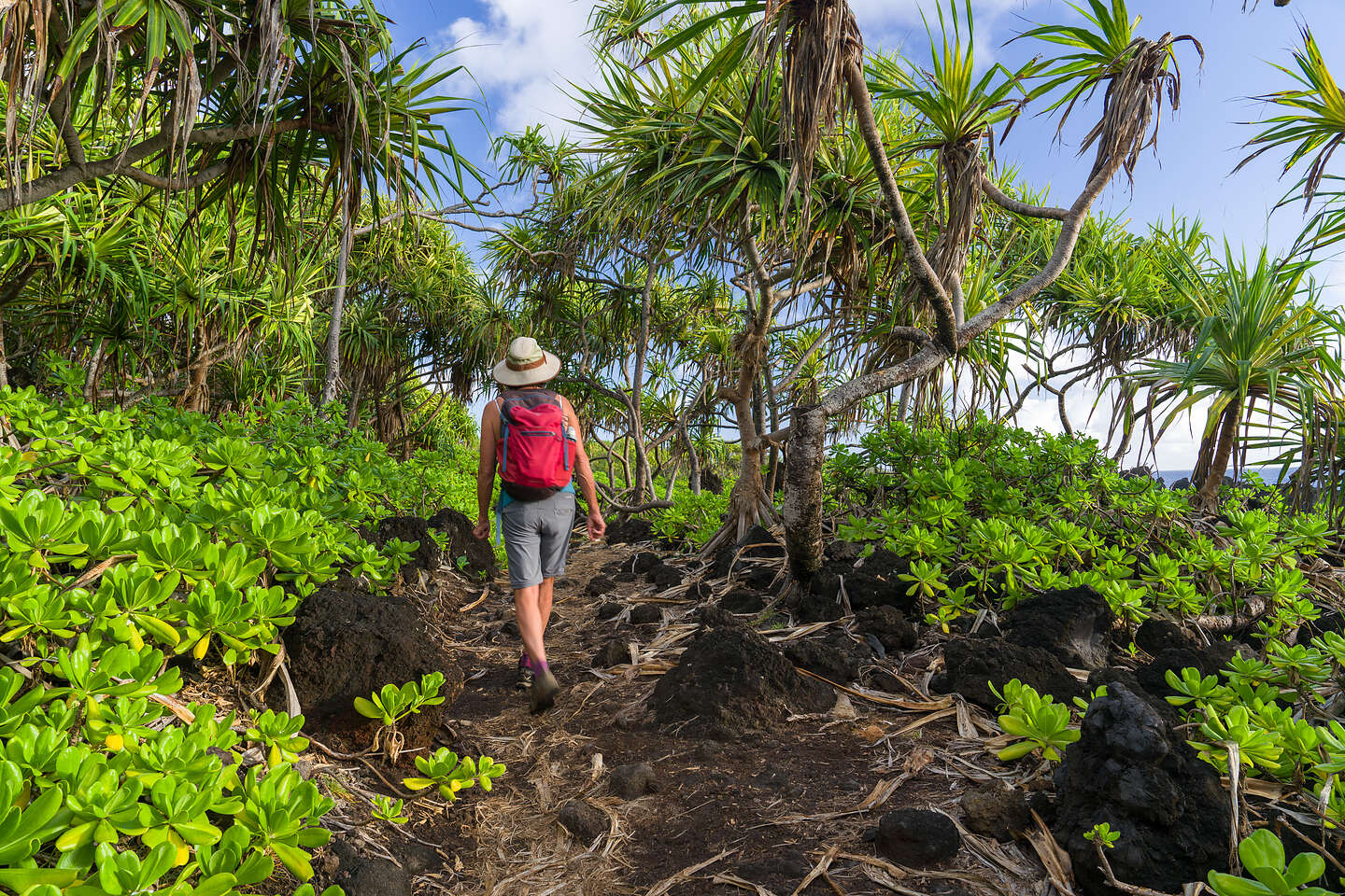 Waianapanapa Park - Kipapa O Kihapiilani Trail