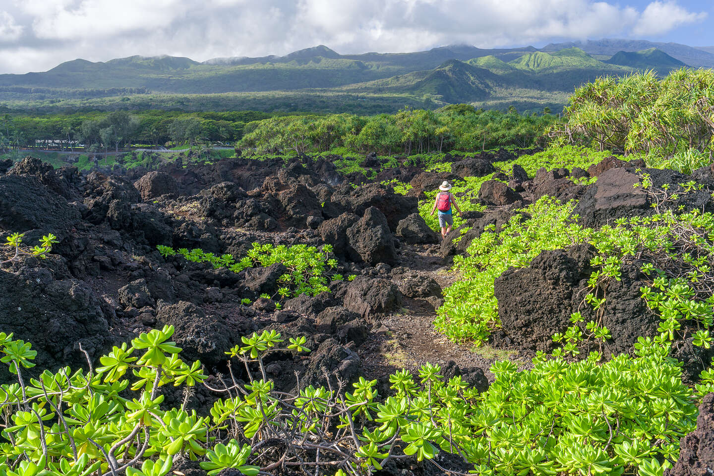 Lava and Napuaka Plants