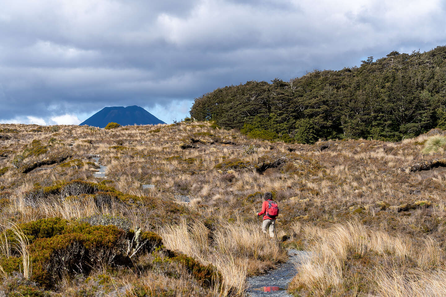Fields of golden Tussock