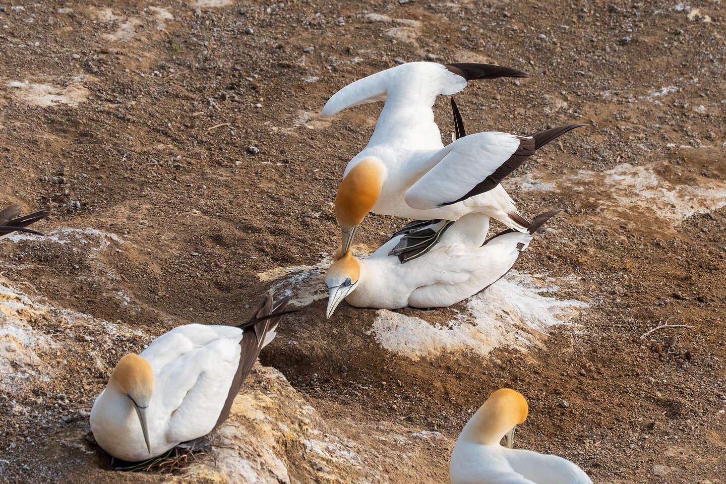 Mating Part 2 - Balancing