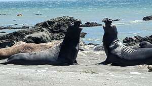 Elephant Seals determining dominance