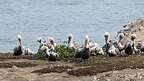 Pelicans of Bird Island