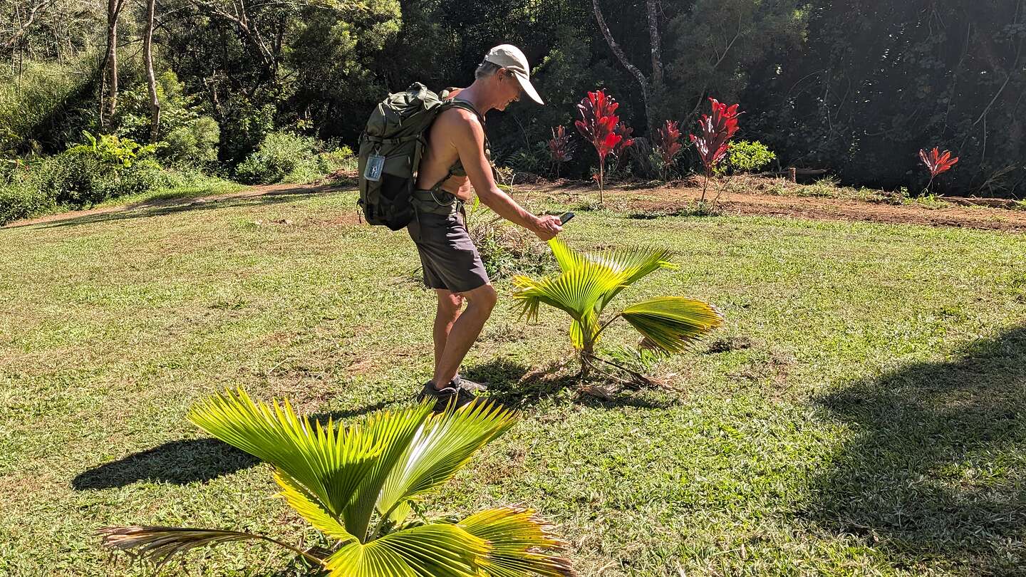 Fan Palms and Red Ti plant garden