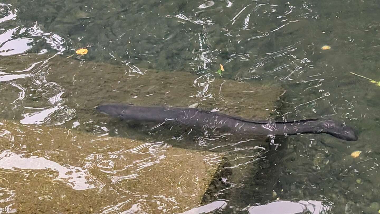 New Zealand giant longfin eels