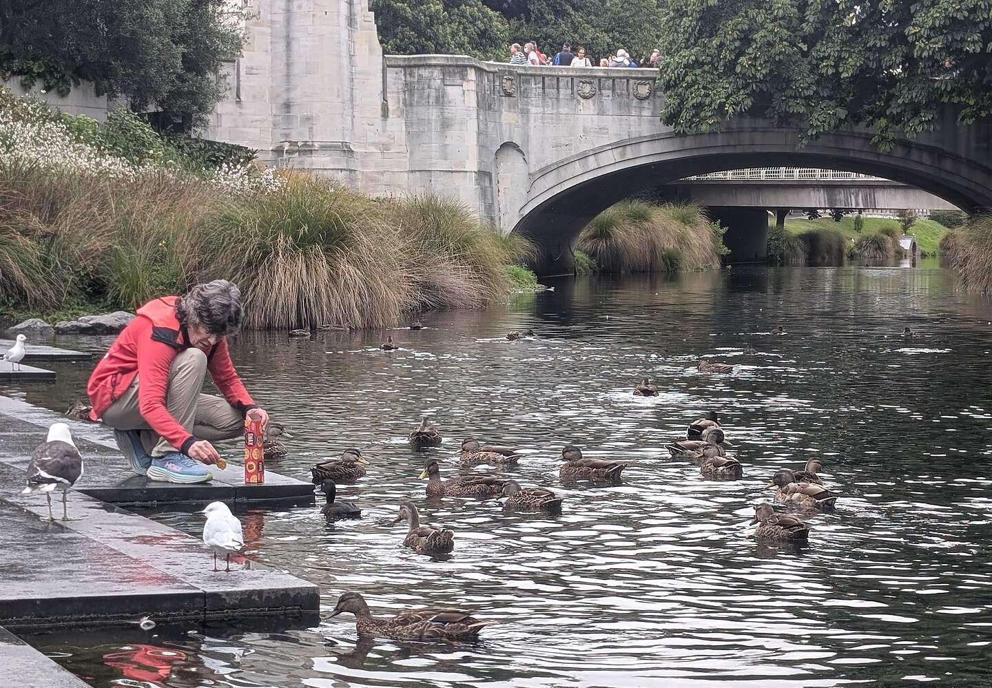 Feeding the eels