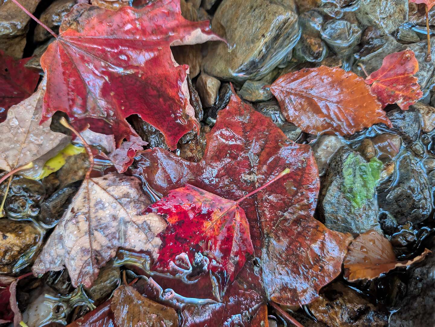 Colorful leaves in a stream Colorful leaves in a stream