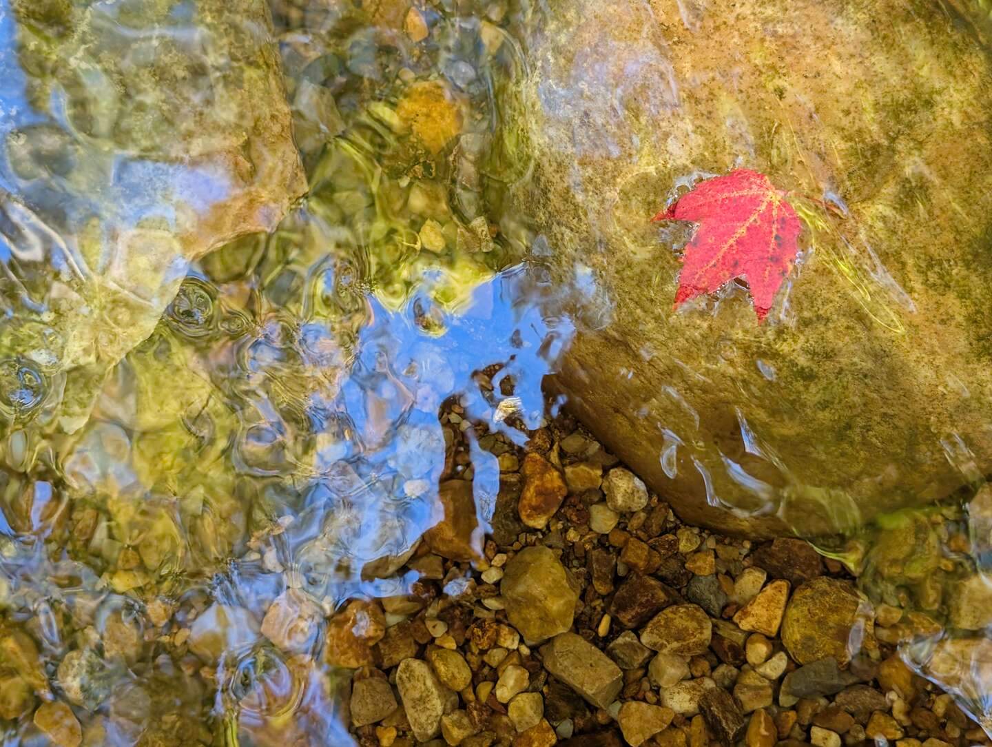 I found a red leaf! I found a red leaf!