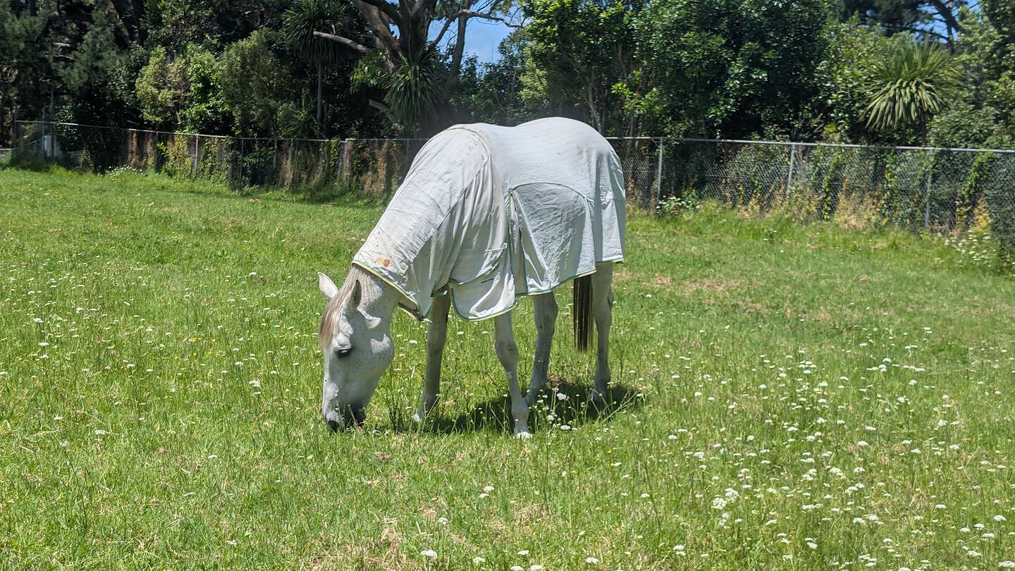 Horses where coats in NZ