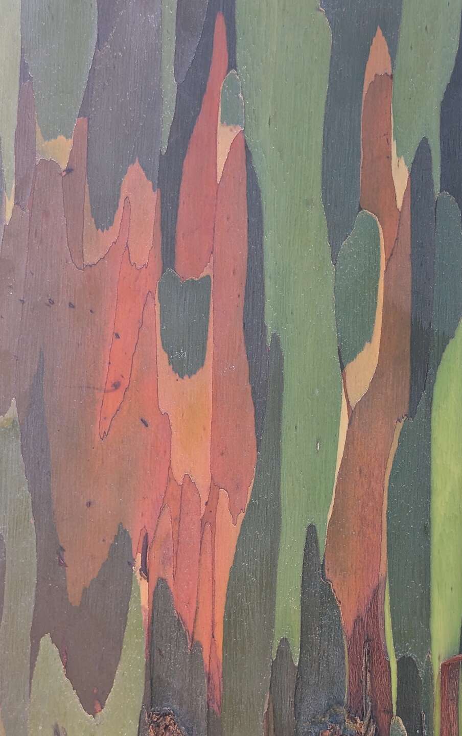 Rainbow Eucalyptus