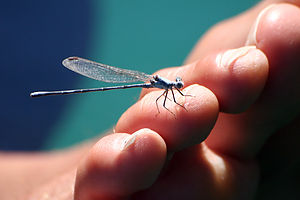 Dragonfly on Dad's toe - AJG