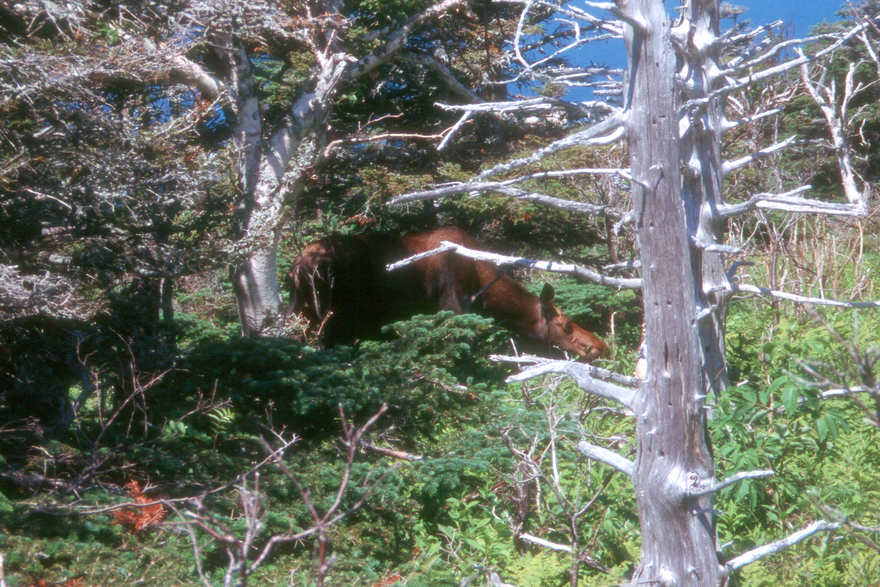 Moose on Skyline Trail Hike