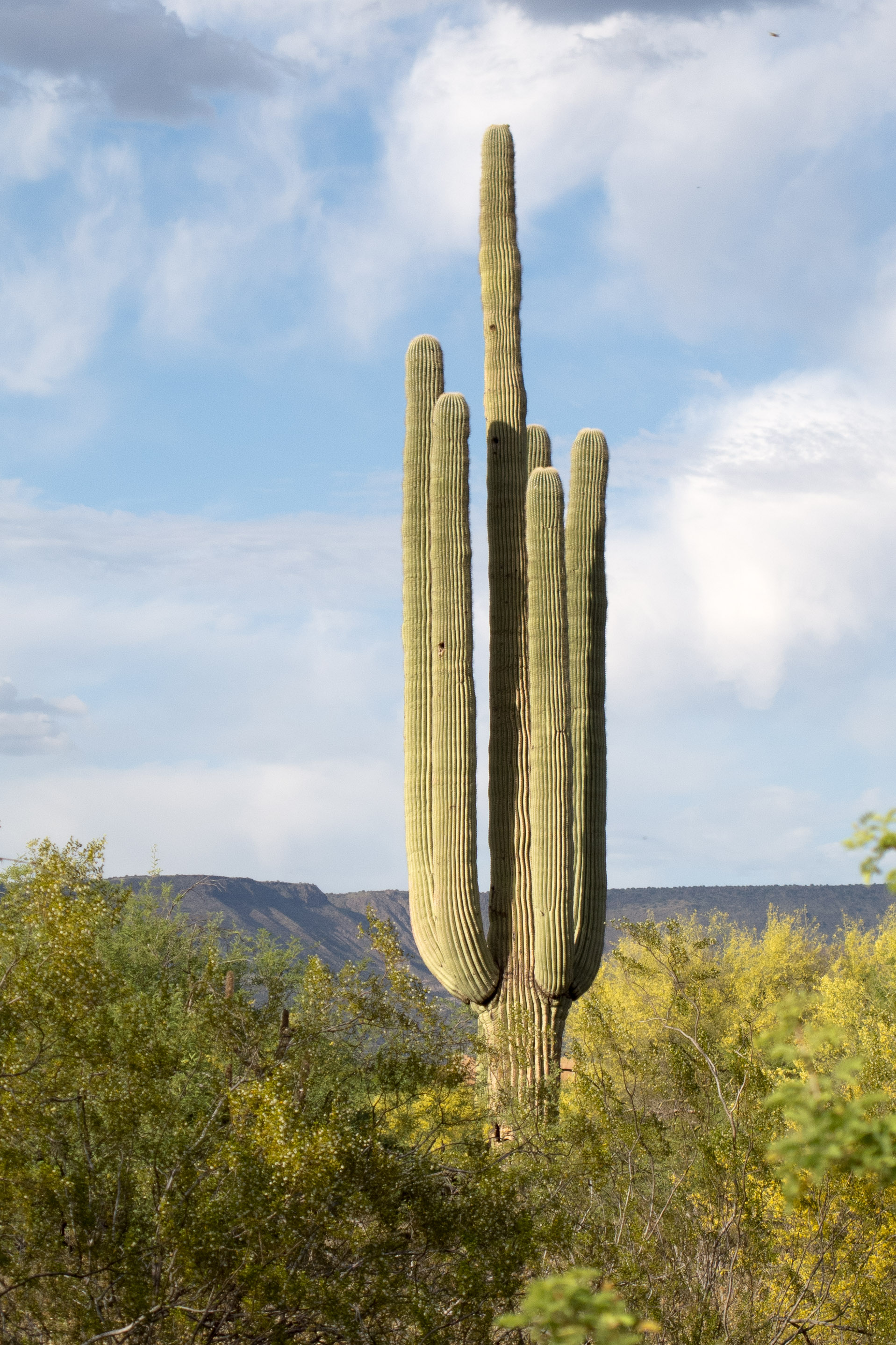 Saguaro Cactus